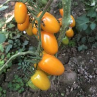 口感西紅柿苗 小黃圣女果苗 小黃番茄苗 糖度高 商品性好